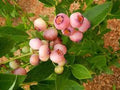 Pink Popcorn® Blueberry Starter Plant Plug - 1 Dormant Plant - Vaccinium corymbosum 'PINK POPCORN™' - Compact Bush, Pink Fruit