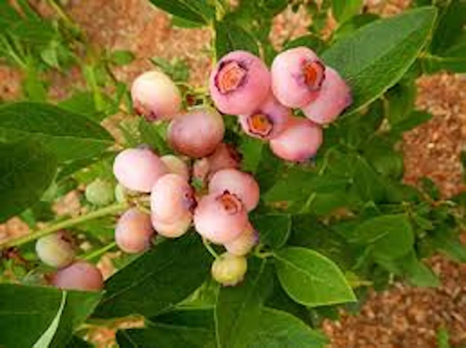 Pink Popcorn® Blueberry Starter Plant Plug - 1 Dormant Plant - Vaccinium corymbosum 'PINK POPCORN™' - Compact Bush, Pink Fruit