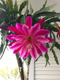 Epiphyllum Cuttings - Mystery Color - Succulent Plant Propagation - Epiphyllum spp.