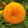 Dwarf Sunflower Seeds 1/4 Lb Helianthus annuus Wildflower Seeds for Gardens & Pots