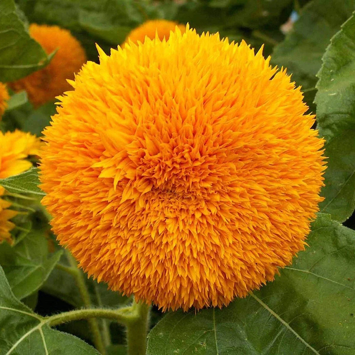 Dwarf Sunflower Seeds 1/4 Lb Helianthus annuus Wildflower Seeds for Gardens & Pots