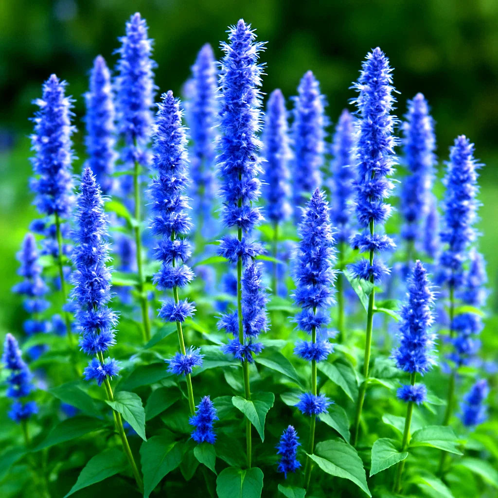 Korean Mint Seeds - 600+ Count - Perennial Insect Repellent - Mentha spicata var. crispa