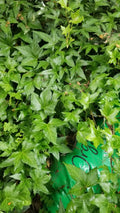 Ivy Cuttings, 8 Inches Long, Fresh Green, Hedera helix, No Roots