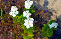 Dwarf White Periwinkle Seeds - Vinca Minor 'Little Blanche' Ground Cover Flowers - 100+ Seeds for Landscaping & Garden