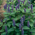 Anise Hyssop Seeds - Non-GMO Herb Seeds for Gardening - Agastache foeniculum - Aromatic, Pollinator-Friendly, Easy to Grow