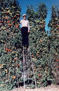 Trip L Crop Tomato Seeds – Rare Tomato Tree Variety with Long Vines, 10+ Seeds, Solanum lycopersicum