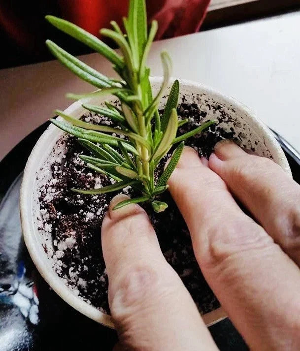 Rosemary Clippings - 10 Fresh Cuttings - Aromatic Culinary Herb - Rosmarinus officinalis