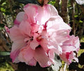 Double Pink Rose of Sharon Hibiscus Althea Live Plant 1/2-1' Starter, Fast Growing, Low Maintenance, Bare Root