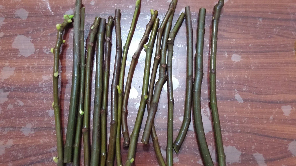 White Kadota Fig Cuttings (Ficus carica) - 2 Unrooted 6-8" | Rare Heirloom Green Fig | Sweet Fruit Tree for Propagation & Home Gardens