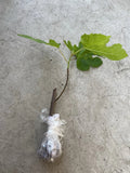 Fig Tree Cutting 10-inch Fresh Bareroot Mature Old Plant Fruit Variety for Garden, Orchard, Container Growing