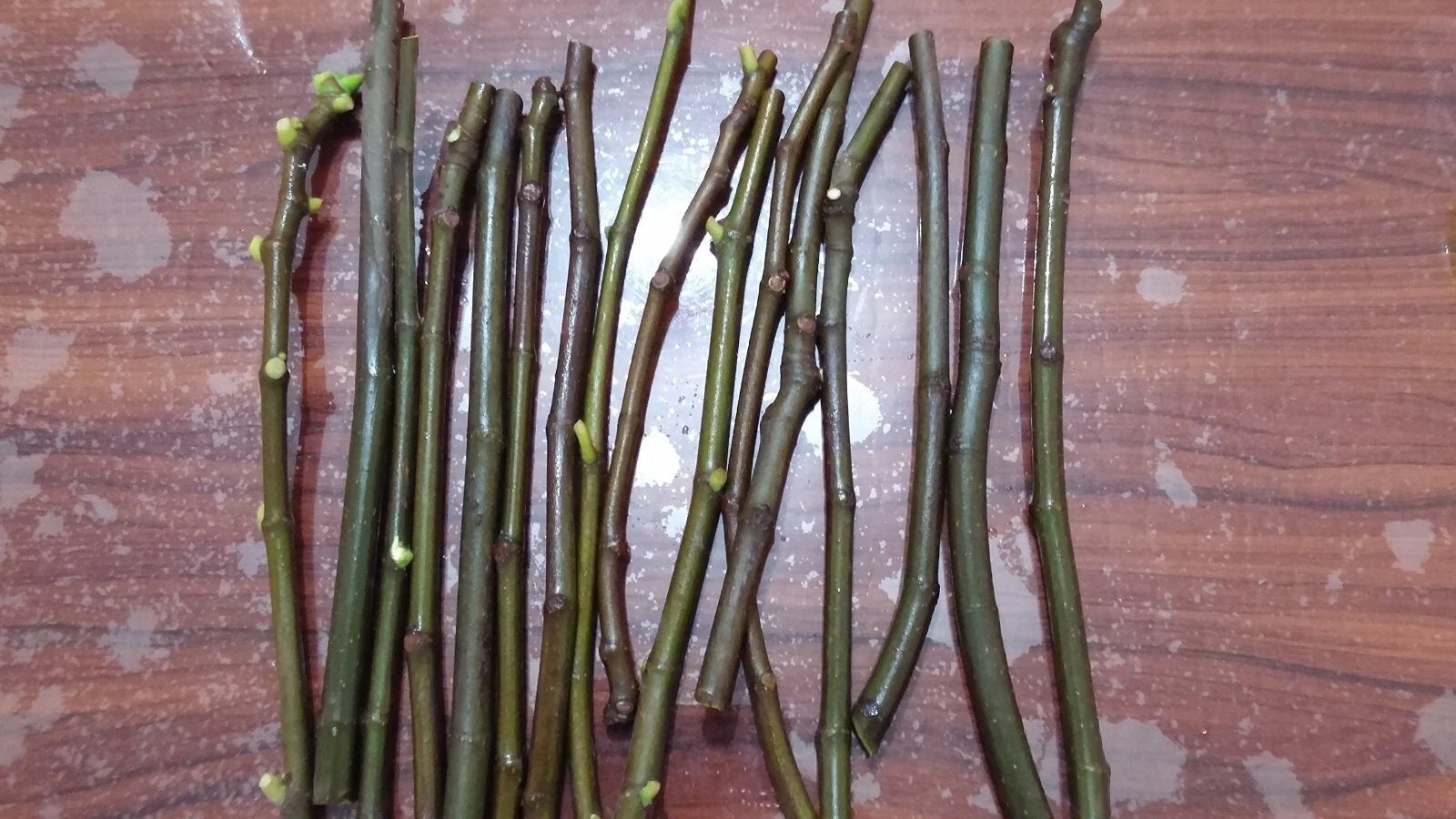 Desert King Fig Cuttings (Ficus carica) - 2 Unrooted 6-8" | Cold Hardy Green Fig with Sweet Red Flesh | Ideal for Propagation & Home Gardens