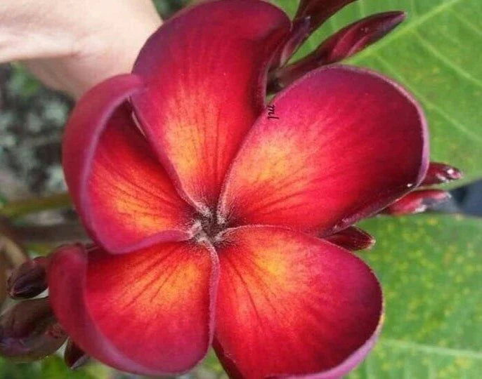 Jamaican Fire Plumeria Cutting - 1 Tip - Plumeria rubra - Tropical Flowering Plant Cutting