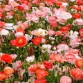Double Shirley Poppy Seeds – Mixed Colors, 1000+ Seeds, Papaver rhoeas, Annual Flower for Gardens & Borders