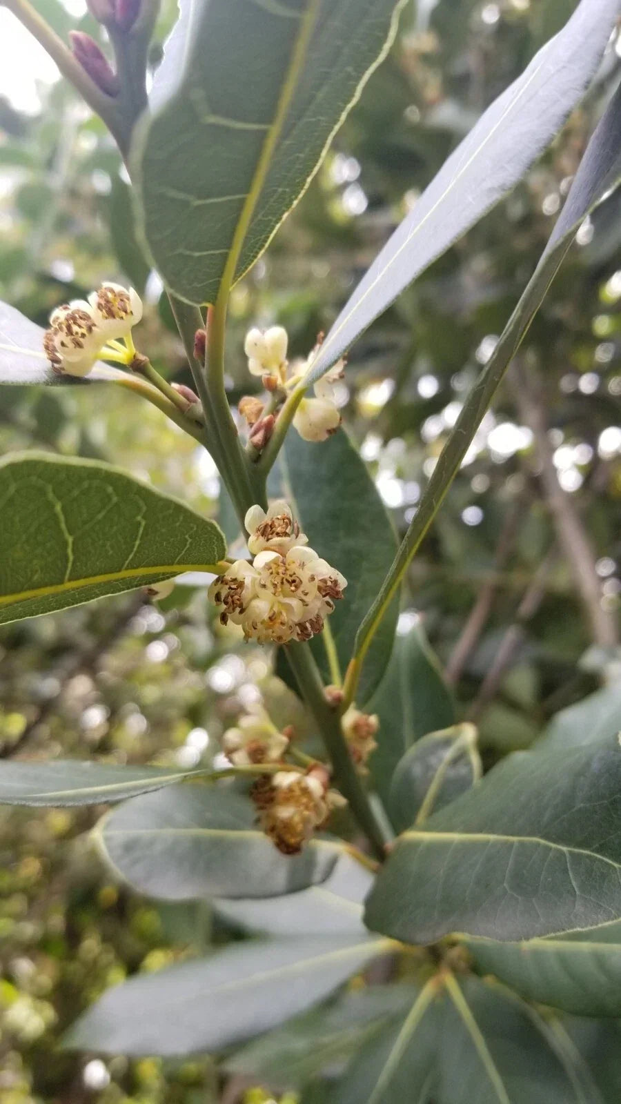 Bay Laurel Tree Cuttings – 10 Stem Propagation for Culinary Use Laurus nobilis