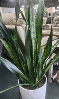 Sansevieria Snake Plant Leaf Cuttings - 4 Pack Indoor Houseplant, Easy Care, Air-Purifying, Sansevieria trifasciata