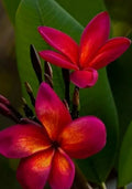 Hoya fitchii Rooted Plant in 2.5" Pot | Tropical Houseplant | Easy Care Indoor Plant | Hoya Plant