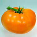 Amana Orange Tomato Seeds - 30 Non-GMO Heirloom Variety, Solanum lycopersicum, Bright Orange, Sweet Flavor