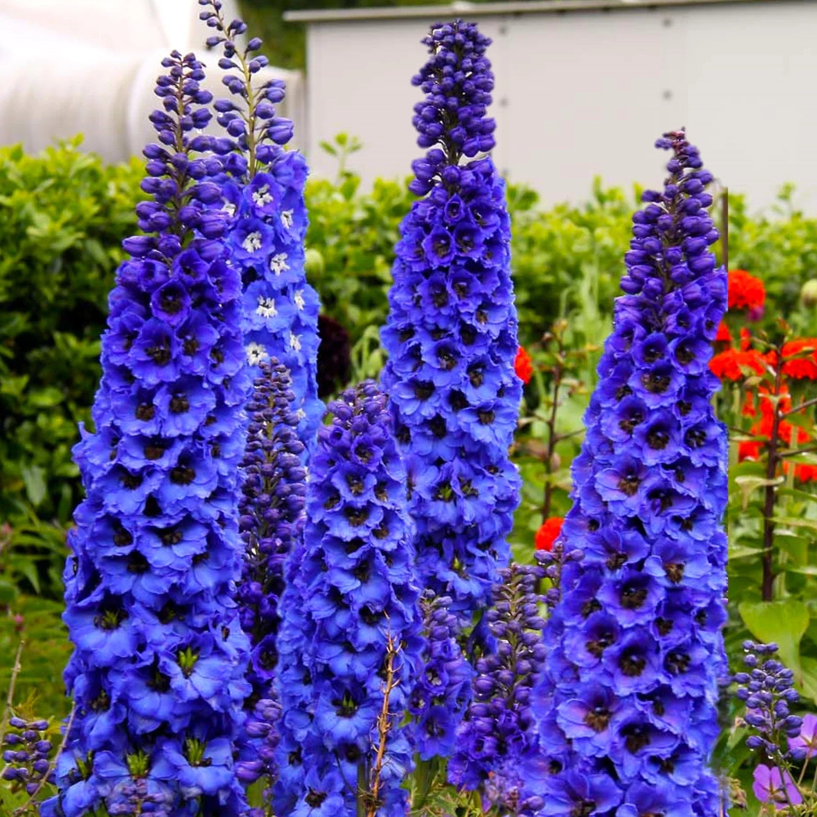 Royal Blue Spire Larkspur Seeds - Cobalt Delphinium, Annual Flower Seeds for 2025 Planting, Delphinium ajacis
