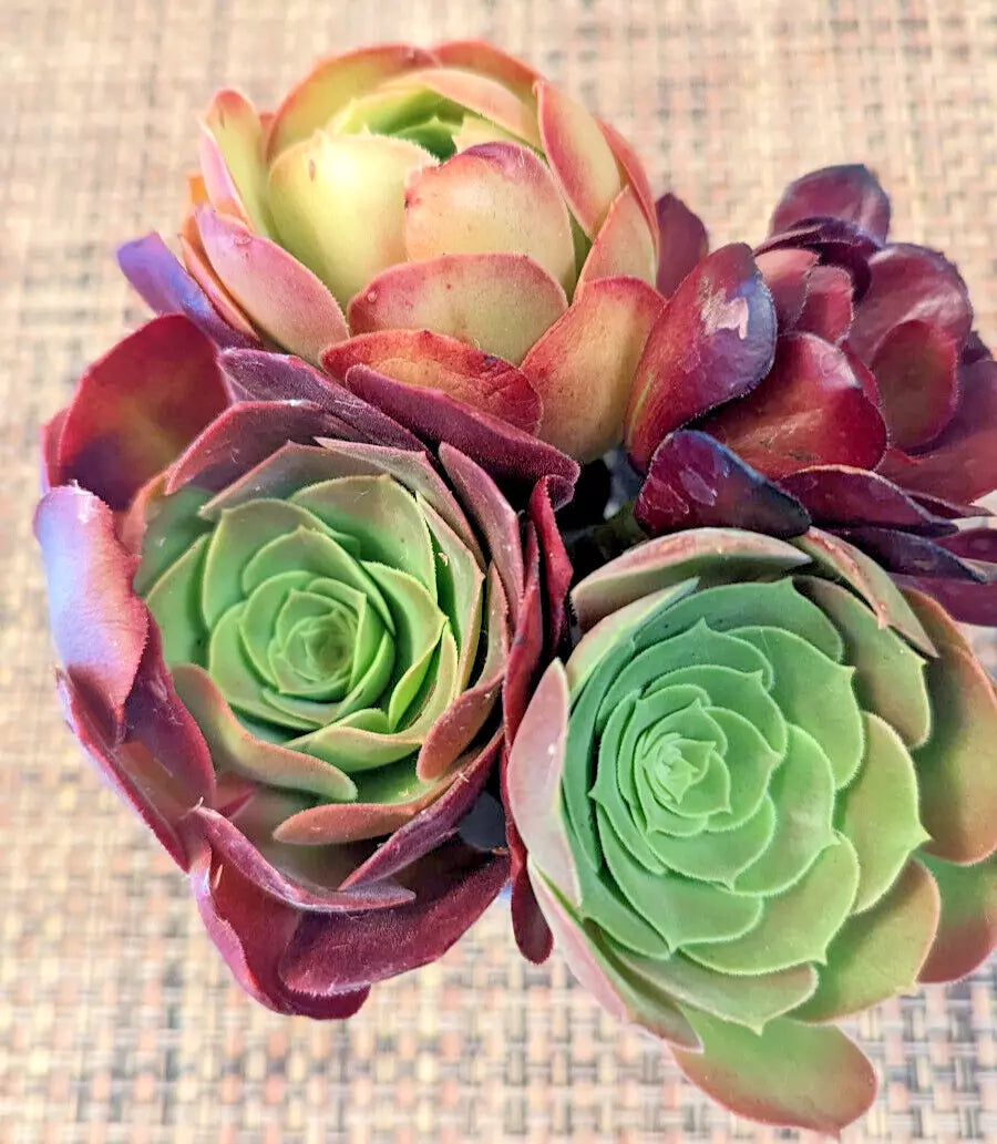 Aeonium Succulent Cuttings Quartet - 4-inch Varieties for Indoor & Outdoor Gardens
