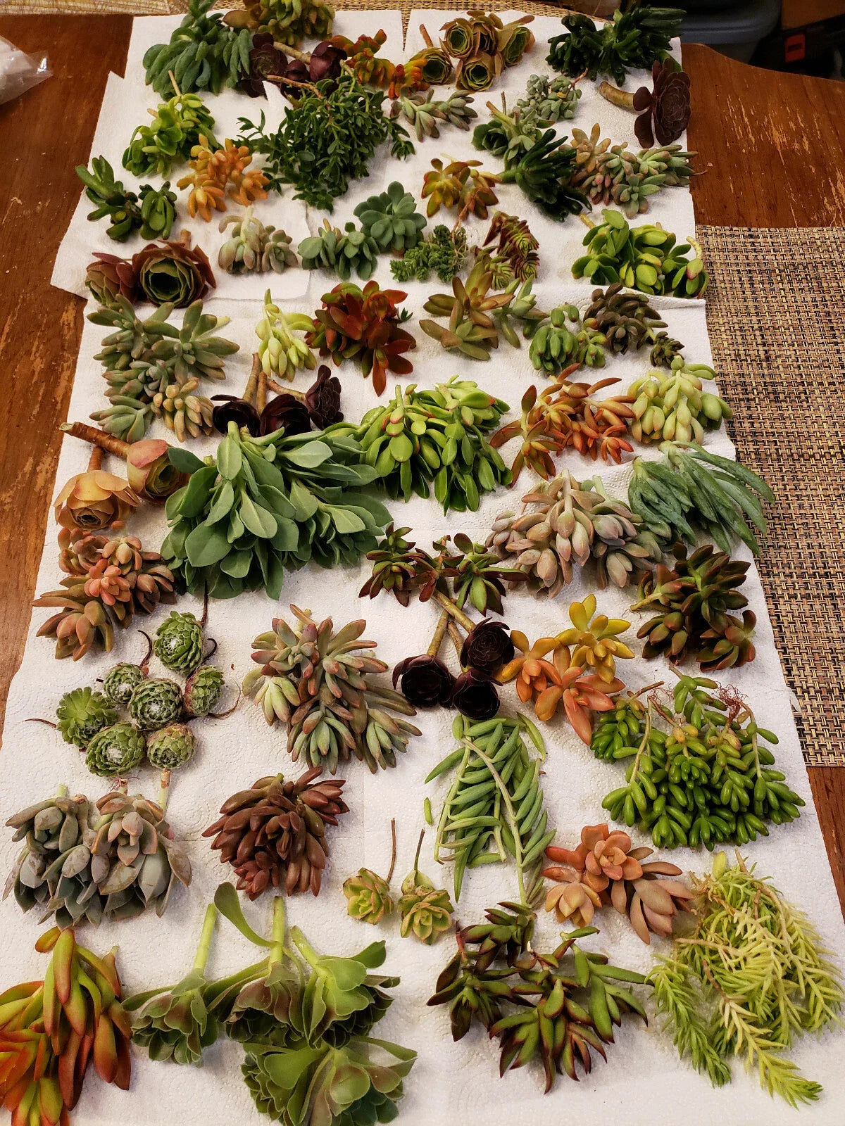 X-Large Succulent Cuttings Set - 60 Pieces, 25 Varieties - Premium Collection of Succulents for Plant Lovers