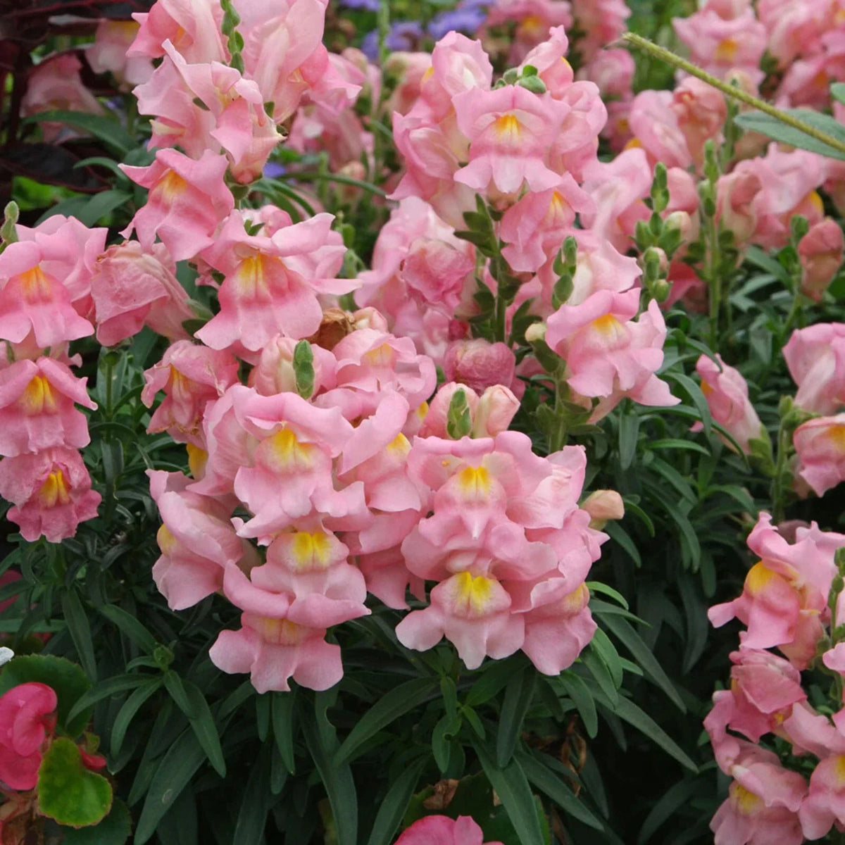 Appleblossom Snapdragon Seeds - Heirloom Non-GMO Antirrhinum majus Flower Seeds for Garden, Borders, Containers