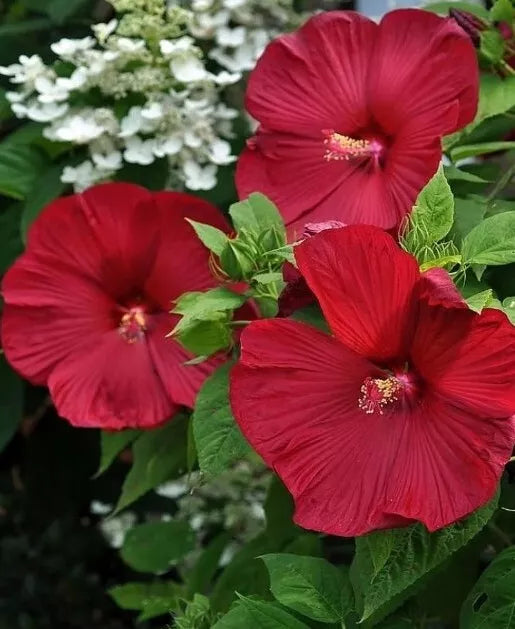 Honeymoon Red Hardy Hibiscus Seeds - Heirloom Dinner Plate, 25+ Seeds with Instructions, Hibiscus moscheutos