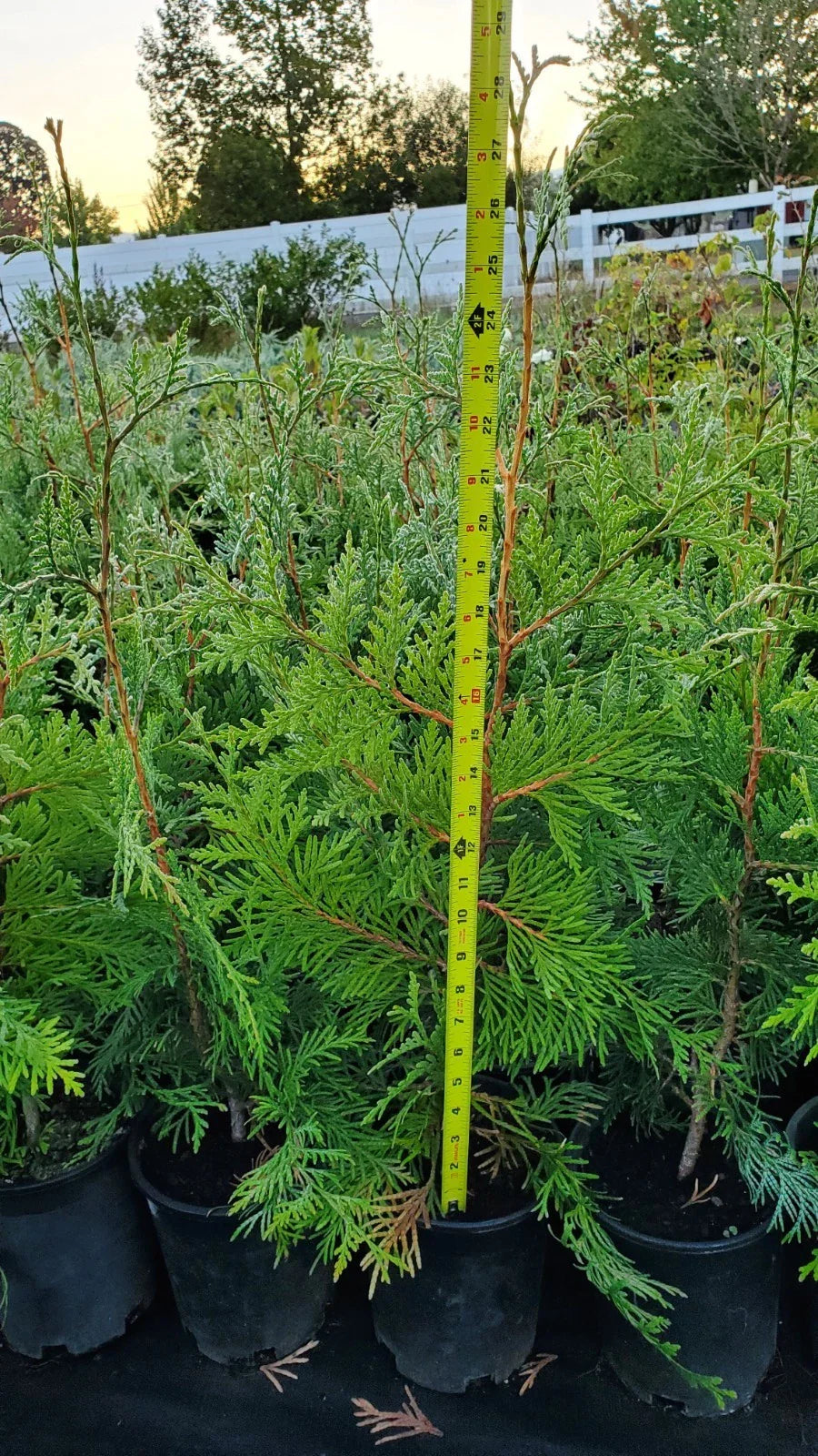 Green Giant Arborvitae Trees 2.5ft - 10 Pack - Thuja standishii x plicata - 1 Gallon Pots - Fast Growing Privacy Plants