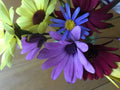 Daisy Color Mix Seeds 150 Count - Bellis perennis - Vibrant Flower Seeds for Garden, Containers & Borders