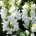 Snowflake Snapdragon Seeds - Heirloom Non-GMO Antirrhinum majus Flower Seeds - Pack of 1200