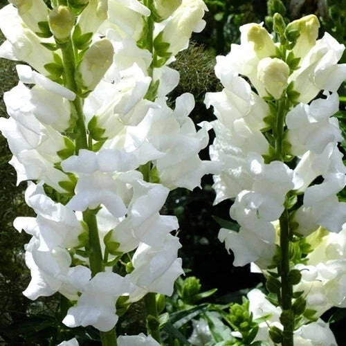 Snowflake Snapdragon Seeds - Heirloom Non-GMO Antirrhinum majus Flower Seeds - Pack of 1200