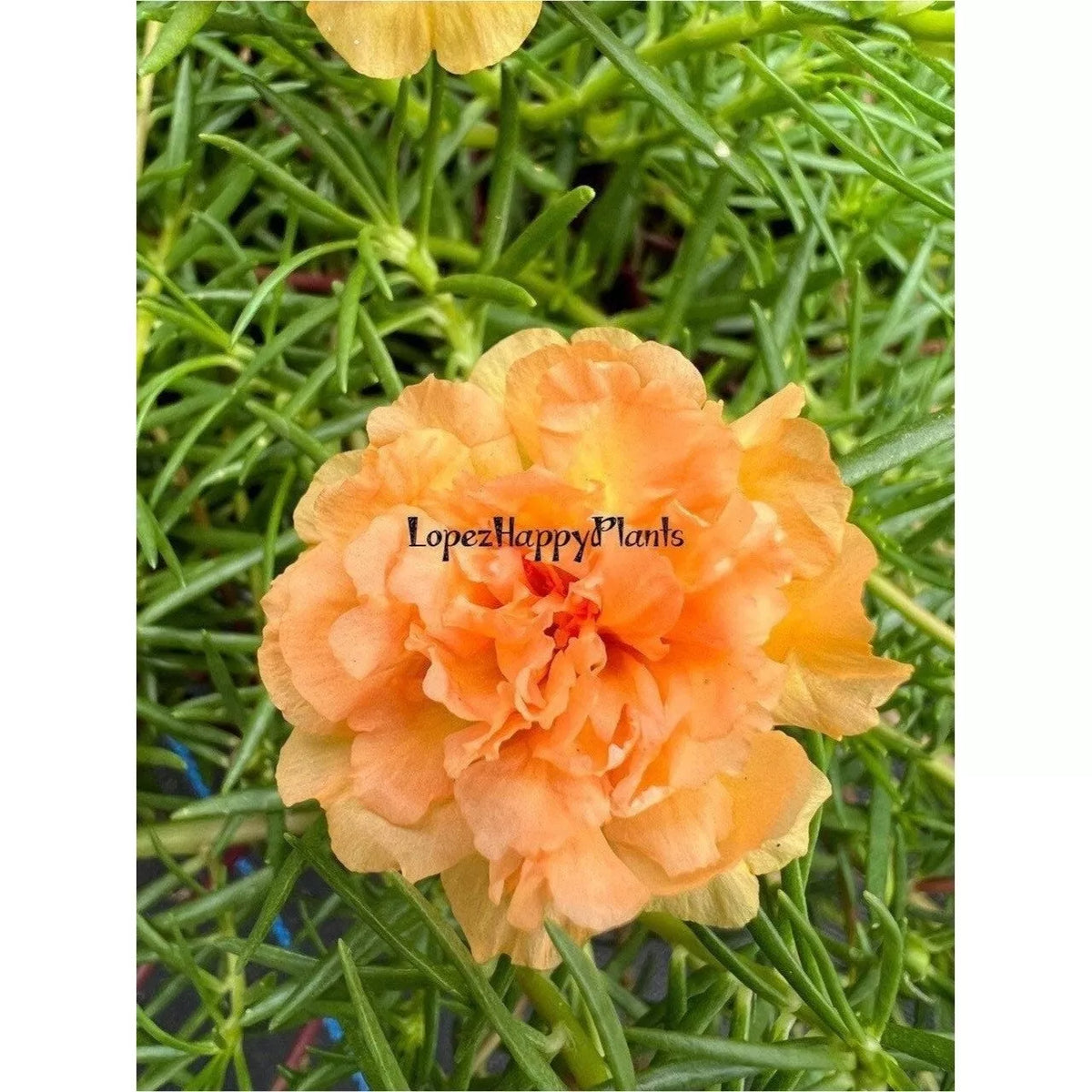 Unrooted Cuttings Portulaca grandiflora INTAN Vibrant Succulent Plants for Garden or Container