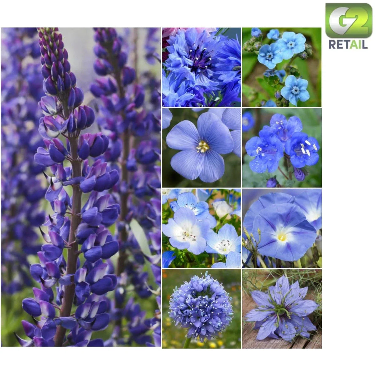 Dazzling Blue Wildflower Seeds - 30,000 Pack - Annual & Perennial Mix for Gardens - Attracts Pollinators - Easy to Grow