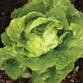 Tom Thumb Lettuce Seeds - 600+ Non-GMO Vegetable Seeds - Lactuca Sativa - USA Grown, Free Shipping