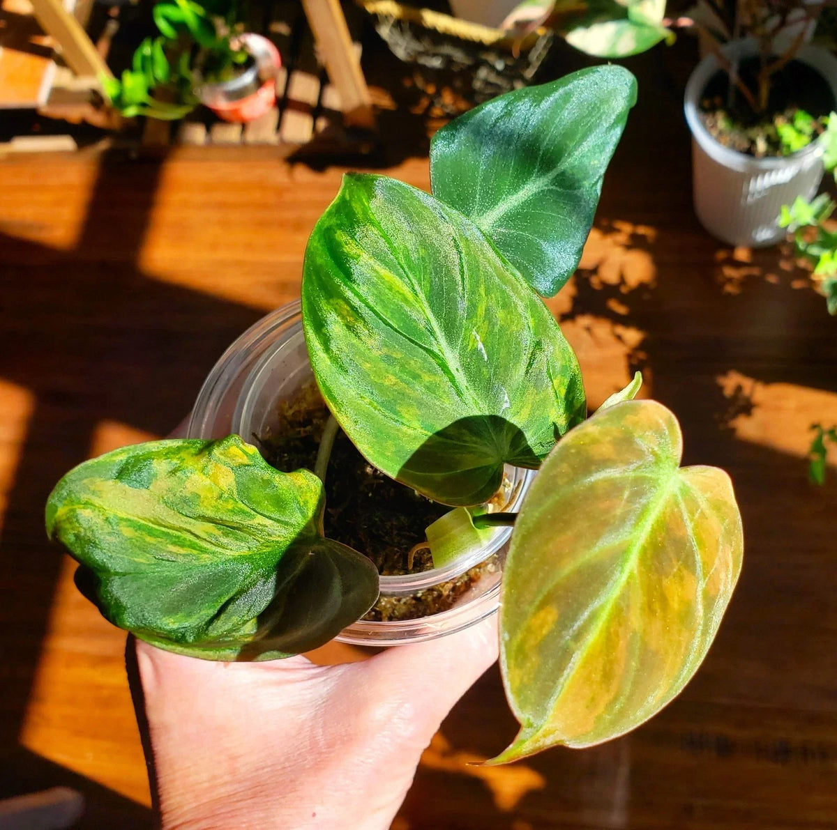 Rooted Philodendron Micans Variegated Plant - Pink Micans Aurea - Indoor Trailing Vine - Philodendron hederaceum var. micans