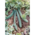 Italian Cucumber Seeds - 60 Count Tortarello Verde Scuro Non-GMO Cucumis sativus for Salad, Pickling, Home Garden