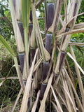 Sugar Cane Cuttings - 3 Large Organically Grown Cuttings - Sweet Variety - SW Florida