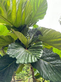 Rare Ficus Dammaropsis Highland Cuttings - 2 Fresh Cuttings - Exotic Indoor Plant - Imported Ficus Dammaropsis