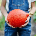 Japanese Red Kuri Squash Seeds - Organic Heirloom Cucurbita maxima, 20 Pack, Nutty Flavor, Vining, Full Sun, Non-GMO, Home Garden
