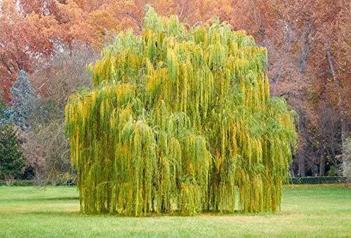5 Foot Golden Weeping Willow Tree Cutting - Salix babylonica - Ready to Plant Ornamental Tree