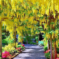 Golden Chain Tree Seeds - Laburnum anagyroides - Wisteria-Like Yellow Flowers - Ornamental Garden Seeds