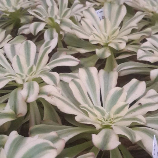 Aeonium Cutting - Variegated Rosette - Aeonium Luteovariegatum 'Sunburst' - Succulent Plant for Indoor Gardening