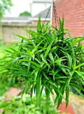 Spider Plant Hanging Basket - Six Rooted Green Air Purifying Plants - Chlorophytum comosum