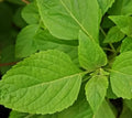 Clove Scented Basil Seeds - 300+ Annual Herb Spice, Aromatic Ocimum basilicum, Culinary & Fragrant Garden Herb