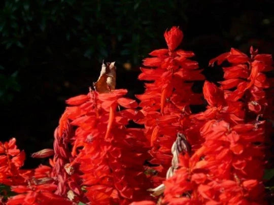Scarlet Sage Seeds - 500+ Pack - Medicinal Herb Wildflower Salvia Coccinea - Bright Red Blooms, Drought Tolerant, Perennial