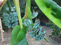 Musa Ice Cream Banana Tree - Small Rooted Starter Plant - Blue Java - Vanilla Flavor - Live Indoor/Outdoor Plant