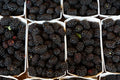 Rooted Goji Berry Plants 3 Pack Organic Lycium barbarum Superfood Berries for Garden or Container