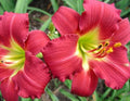 Daylily Plant - 1 Bare Root Fan - Awarded Ruby Red Stella - Hemerocallis