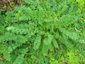 Salad Burnet Herb Seeds | 250+ Fresh Seeds | Perennial Herb for Salads | Sanguisorba minor