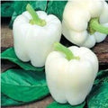White Bell Pepper Seeds - Heirloom Organic Non-GMO - Capsicum annuum - 120+ Fresh Seeds for Garden, Indoor & Outdoor Growing