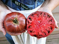 Cherokee Purple Tomato Seeds - 30+ Heirloom Non-GMO Seeds - Fresh Organic Gardening Supplies